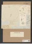 Aulacodiscus argus (Ehr.) A. Schm. (de-Toni-Nr.: Genus 182, Species 4557) Zeichnungen Sammlung Grunow Nr. 8171 (NHMW-BOT-W0377541)